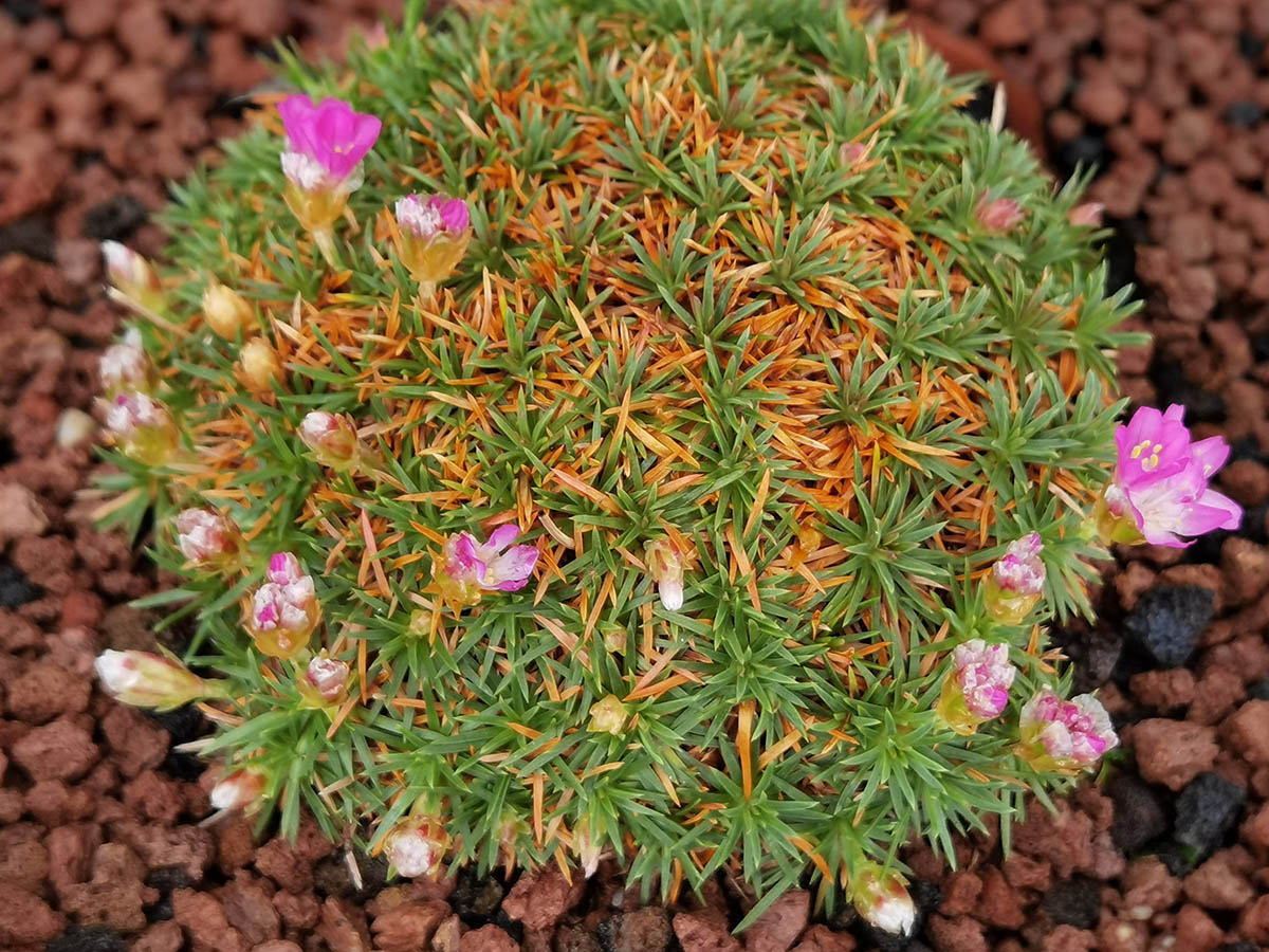 Armeria juniperifolia 'Drake's Deep Form'